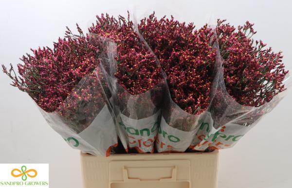 Limonium sin. Scarlet Diamond - 5 Stiele